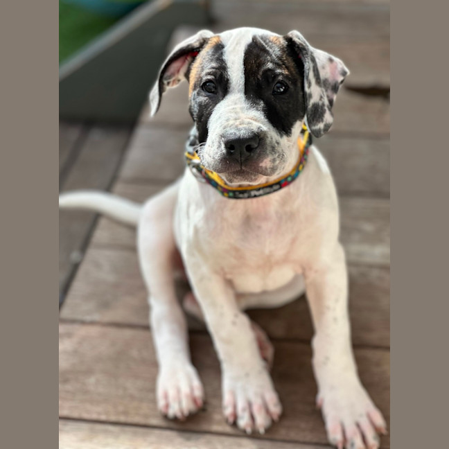 Photo of Bazoo