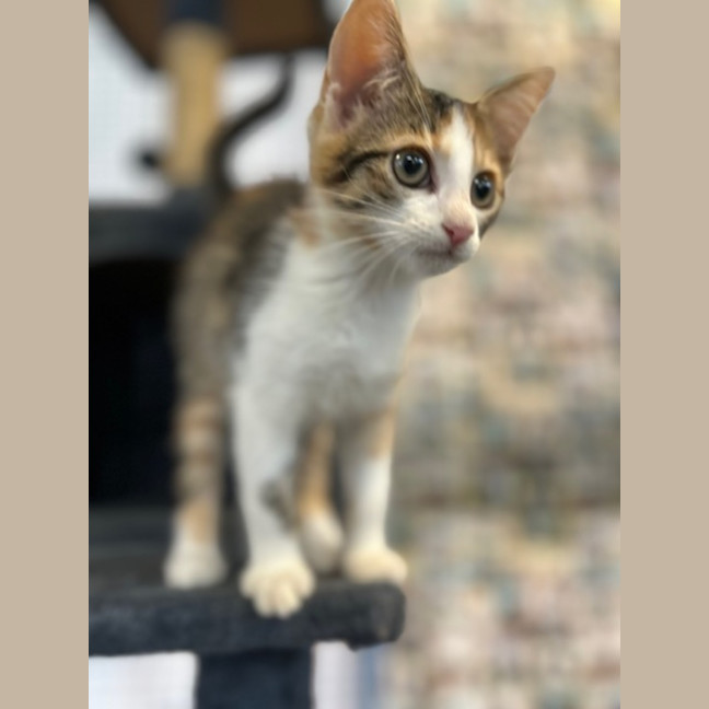 Photo of Biscuit