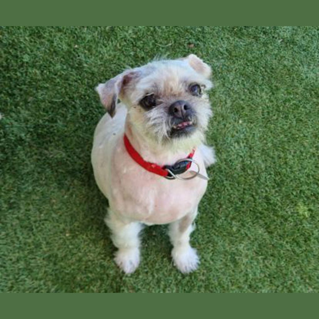 Photo of Bailey