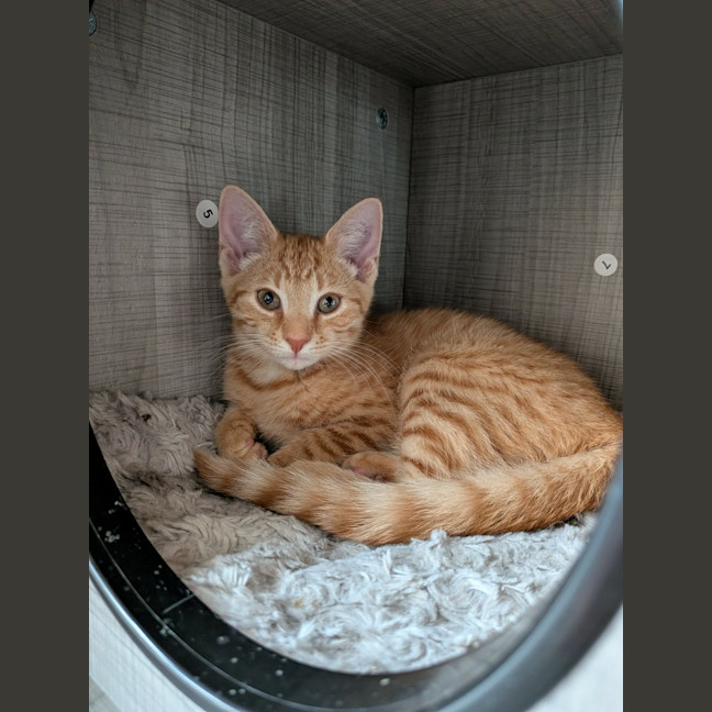 Photo of Misty