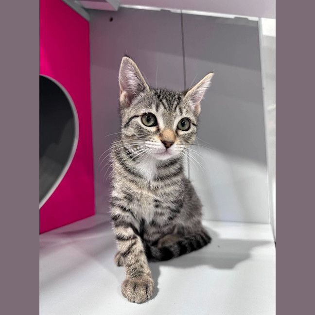 Photo of Pixel