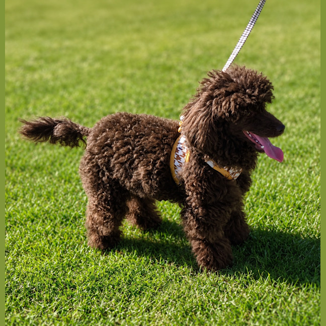 Photo of Inka 