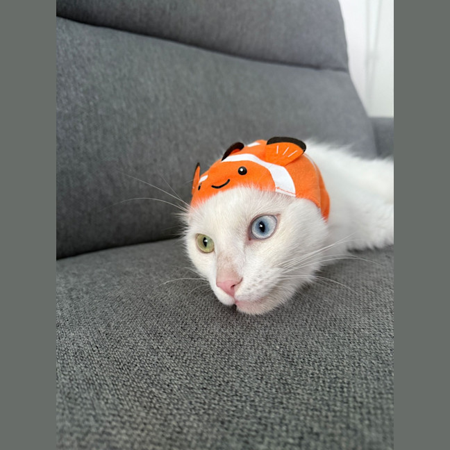 Photo of Smudge