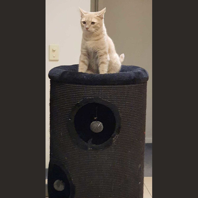 Photo of Taka **2nd Chance Cat Rescue**