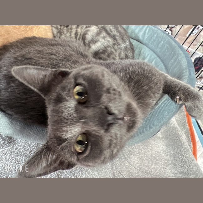 Photo of Pebbles 
