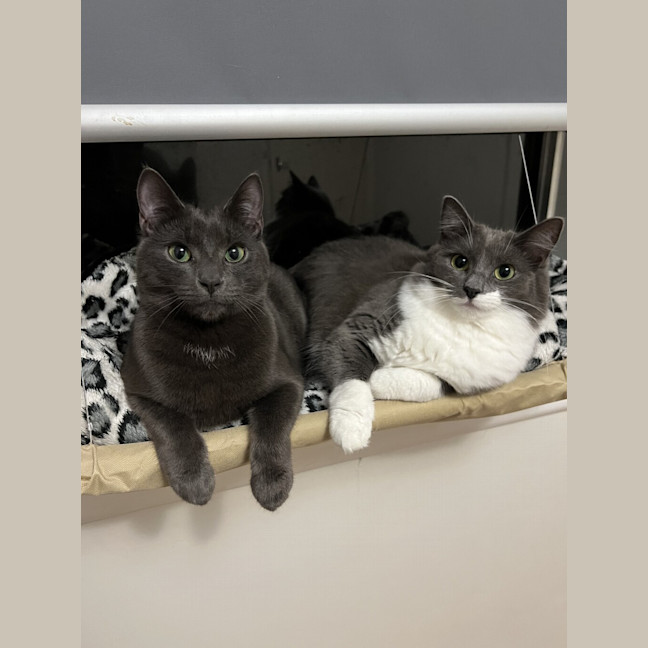 Photo of Ash (Bonded To Lyra)
