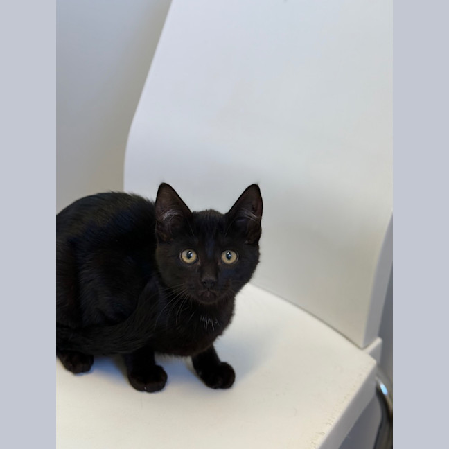 Photo of Carrie   Petstock Invermay