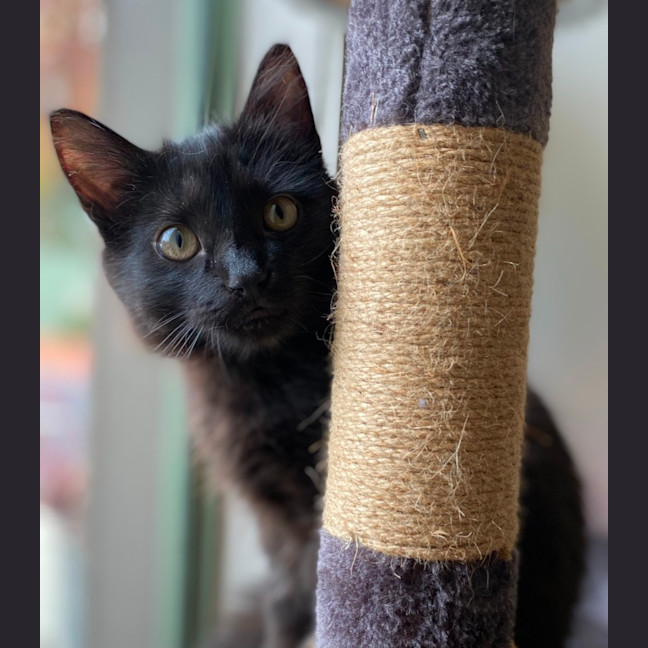 Photo of Bing 