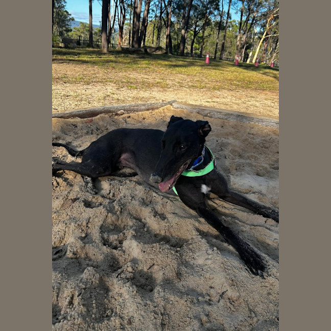 Photo of Rocky, The Greyhound 