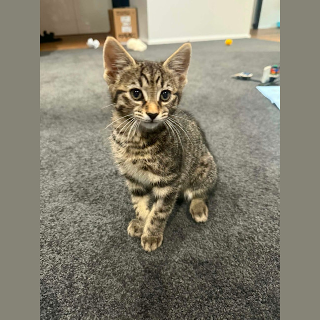 Photo of Nala *9 Lives Project Rescue*