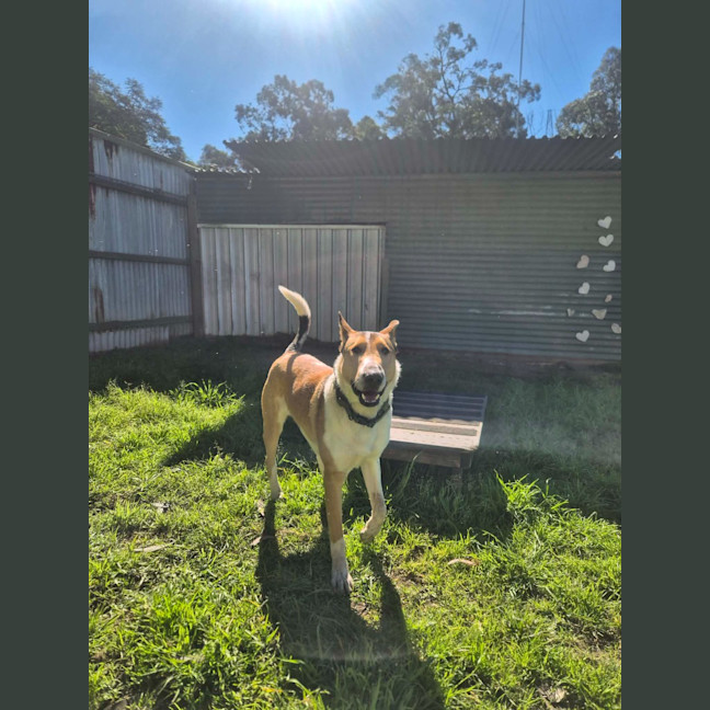 Photo of Koda
