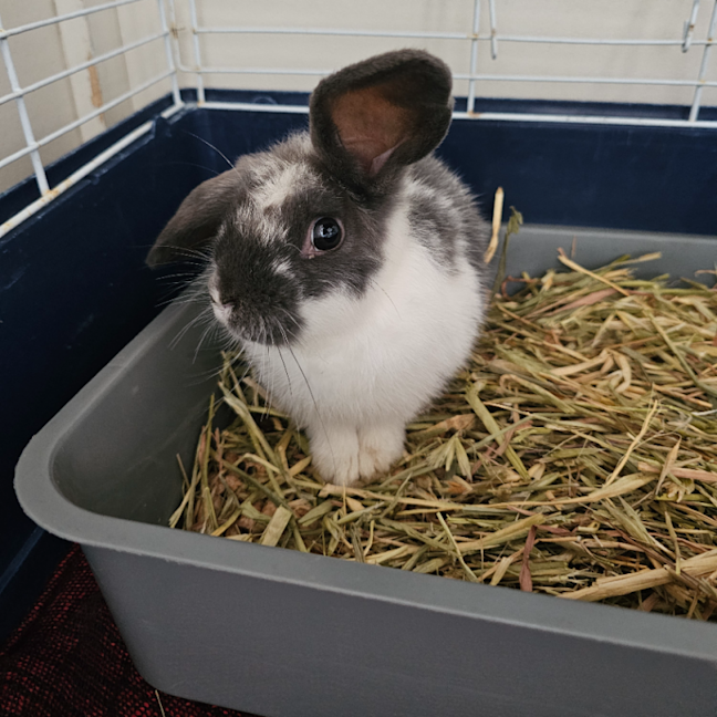 Photo of Binky