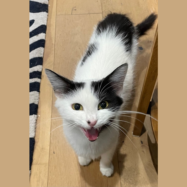 Photo of Daphne
