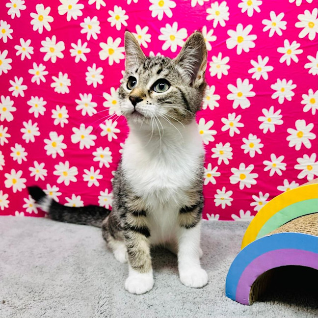 Photo of Gala   Located In Preston