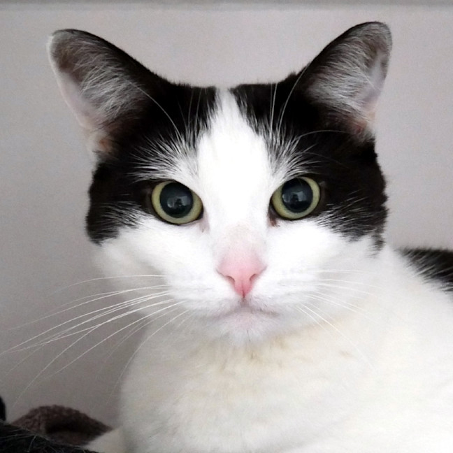 Photo of Abby Sua013076