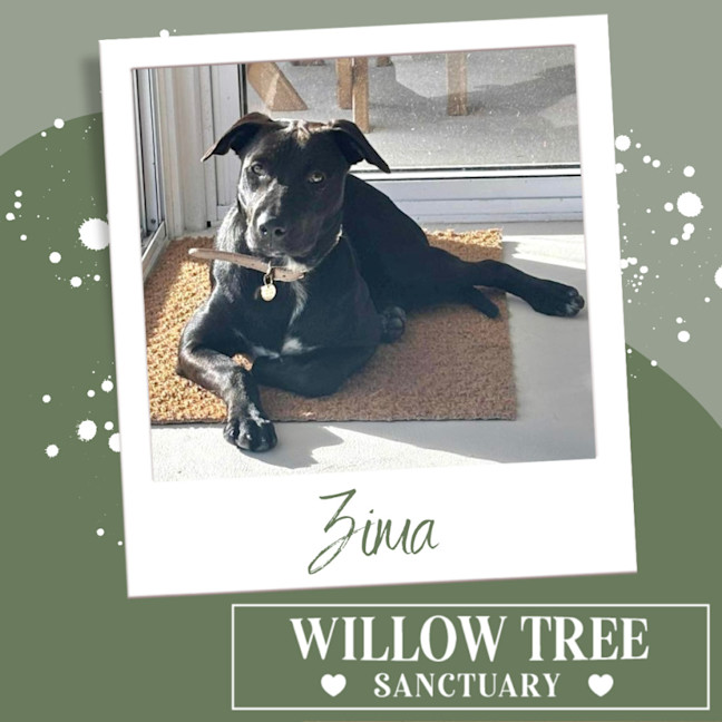 Photo of Zima
