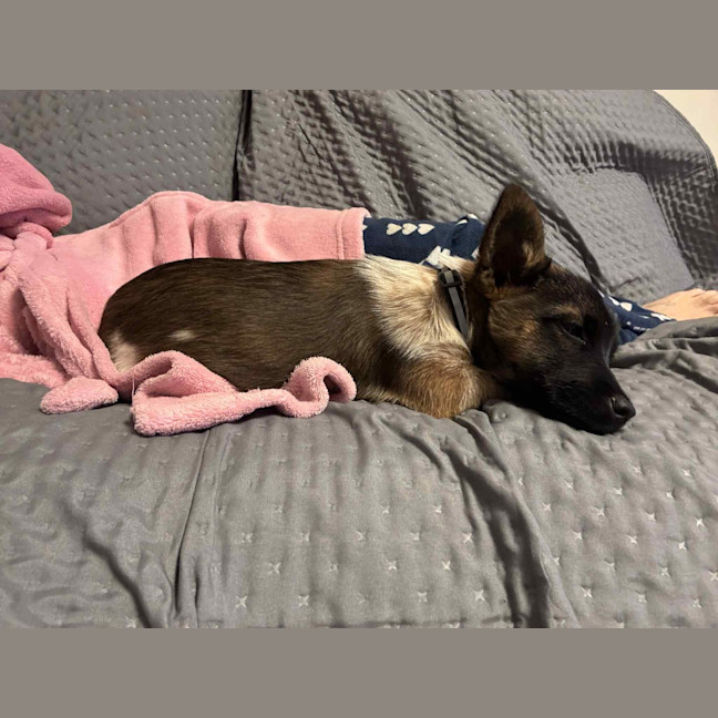Photo of Scarlet