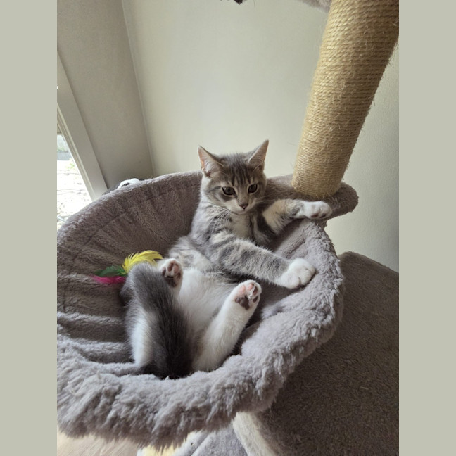 Photo of Paprika
