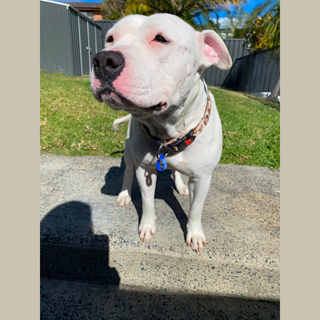 Photo of Lola   2 Year Old Staffy 
