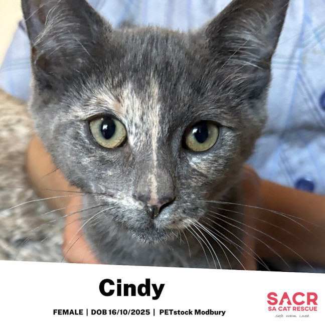 Photo of Cindy