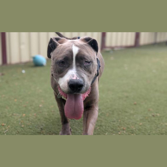 Photo of Ziggy