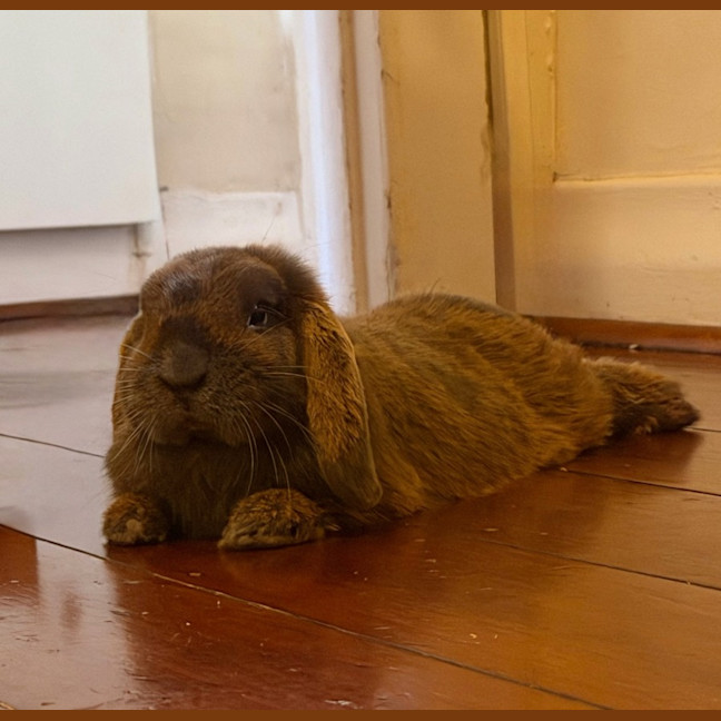 Photo of Otis