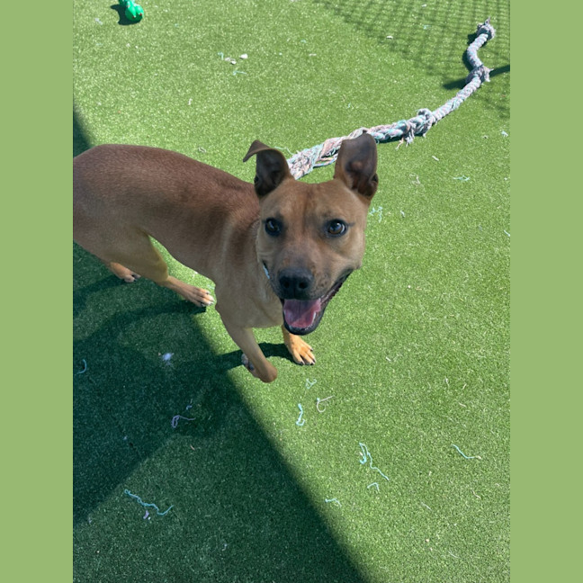 Photo of Almond Imp 1100