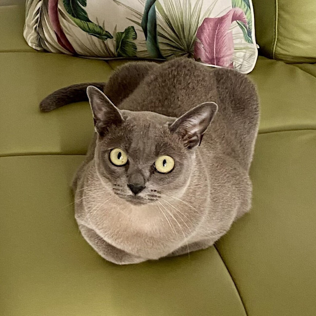 Photo of Lola