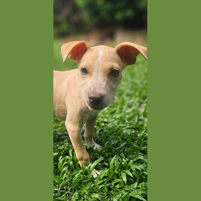 Photo of Shelby