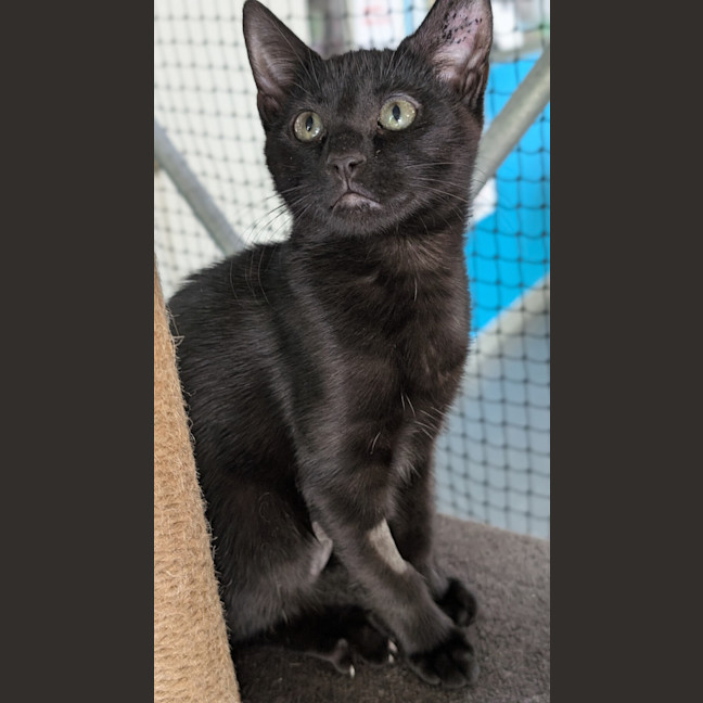 Photo of Fawnie Golden