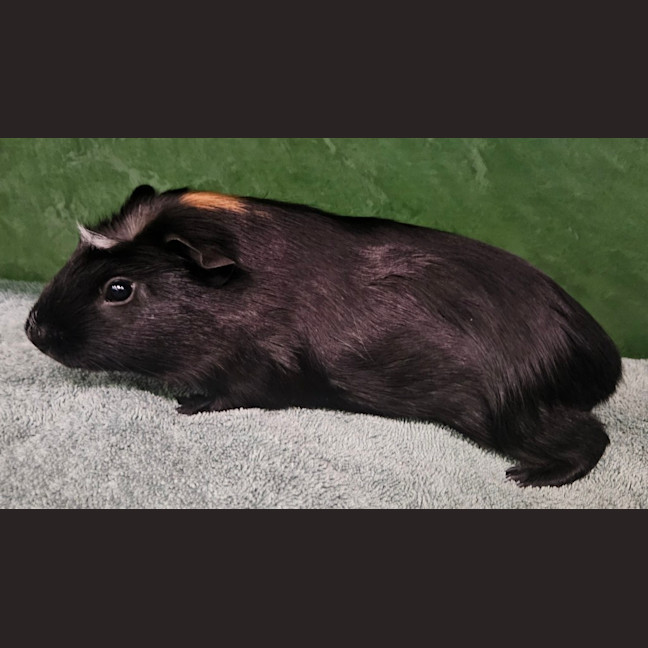 Photo of Theodore (Bonded To Terrence 