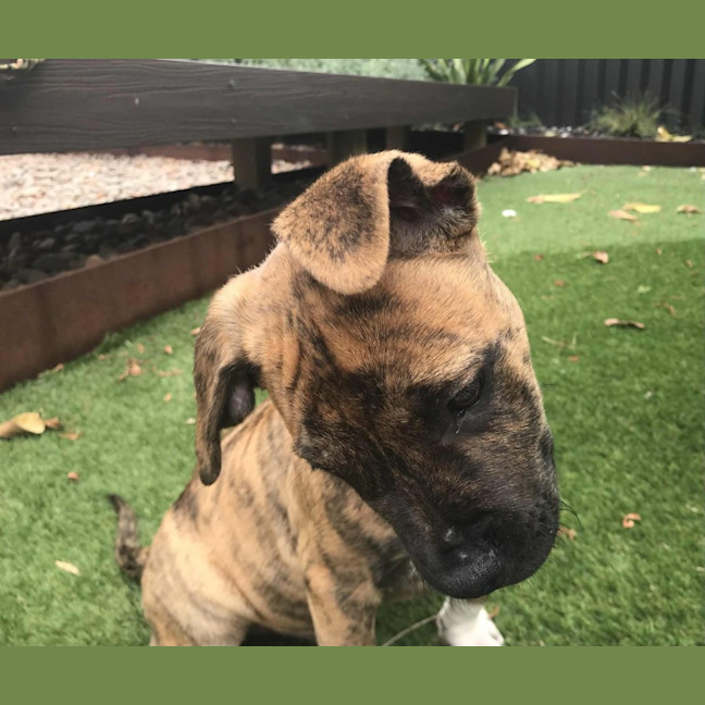 Photo of Ridge   14 Week Old Ridgeback X