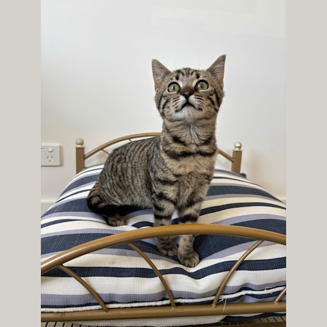 Photo of Celeste