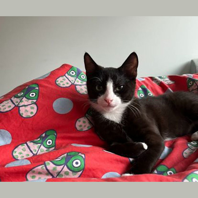 Photo of Lucky