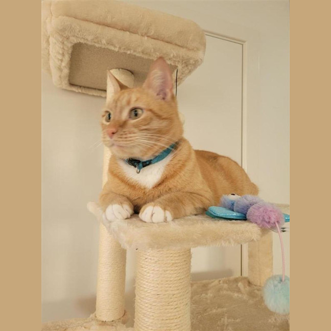 Photo of Cheeto