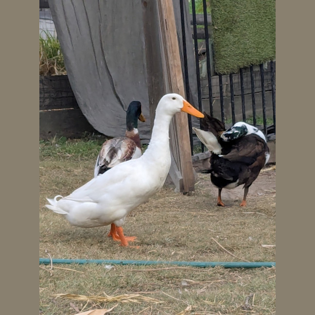 Photo of Drake Ducks
