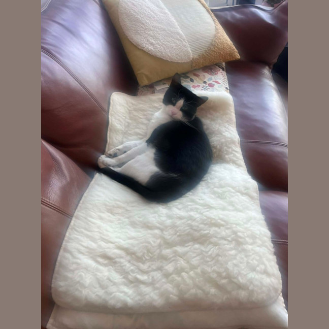 Photo of Sylvester   In Foster Care In Collingwood