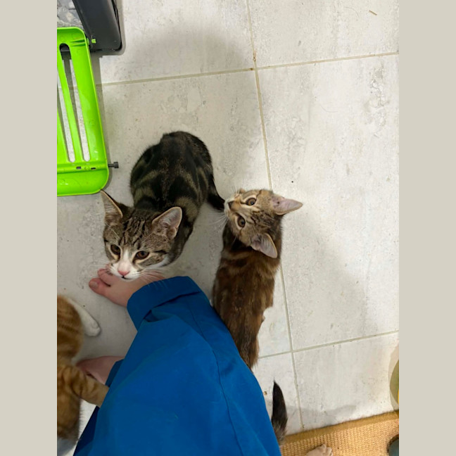 Photo of Aries & Velcro