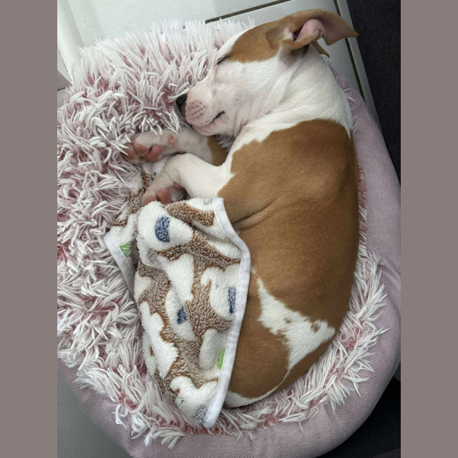 Photo of Rosie
