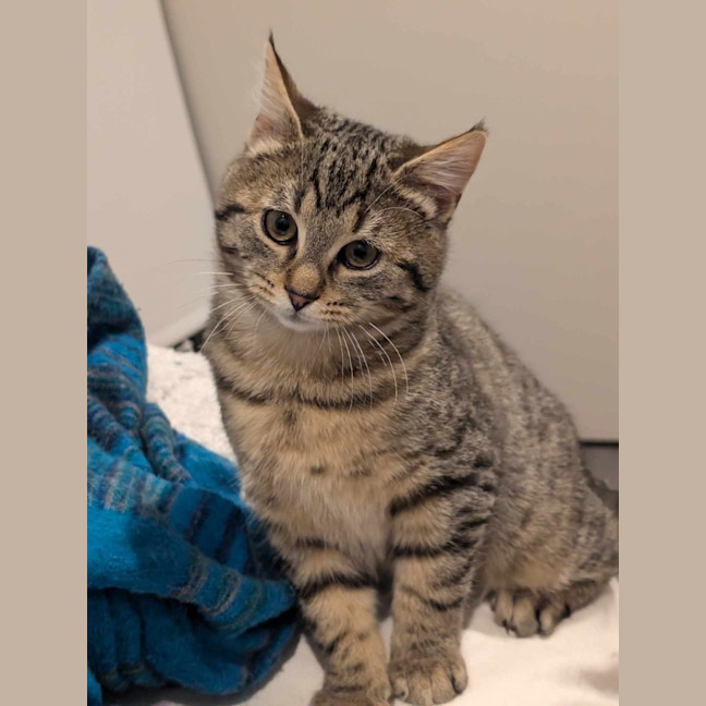 Photo of Pablo (Tabby)