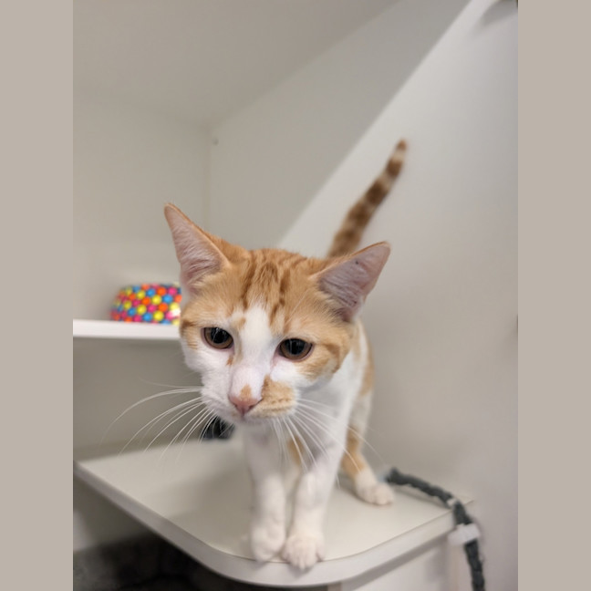 Photo of Pippin