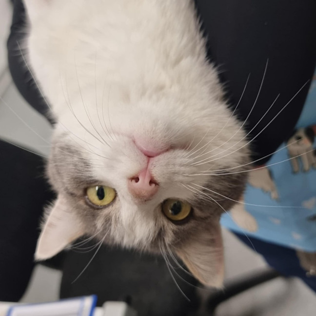 Photo of Chatterbox Aka "Chatty"