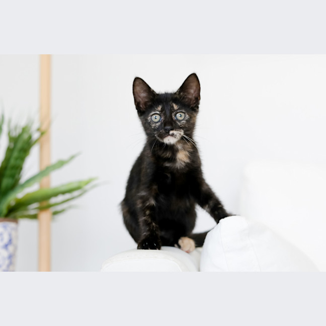 Photo of Freya