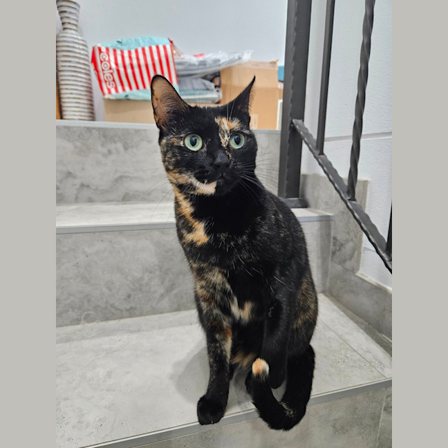 Photo of Meowie