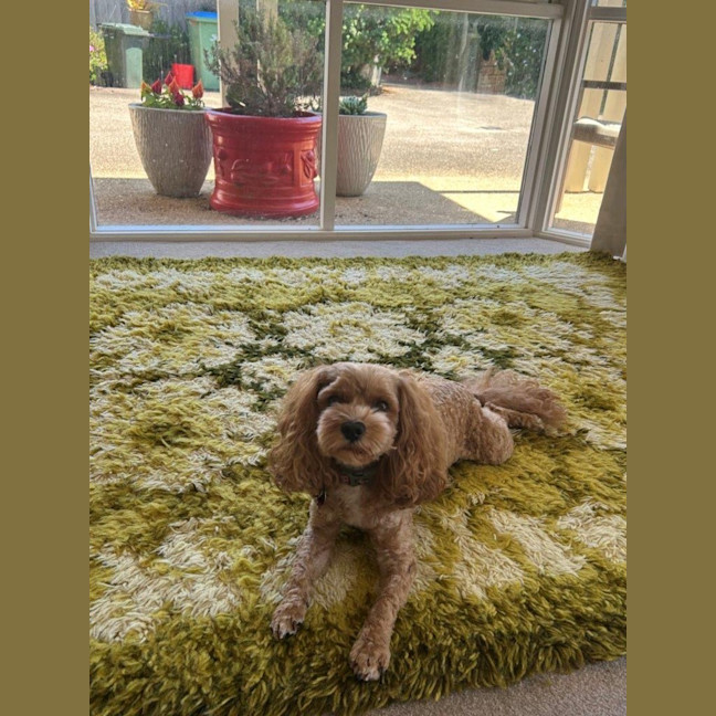 Photo of Sherlock And Willow Picton