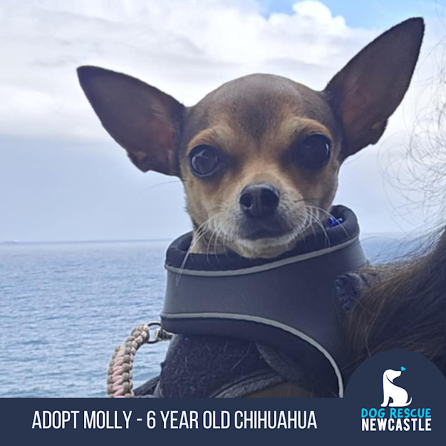 Photo of Molly   6 Year Old Chihuahua