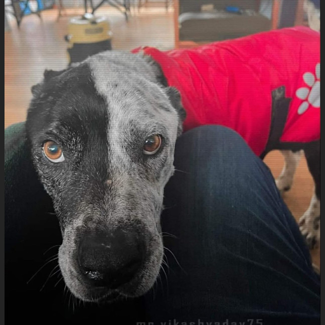 Photo of Django