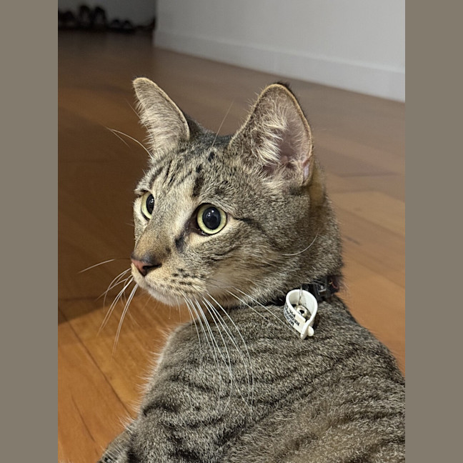 Photo of Tigga