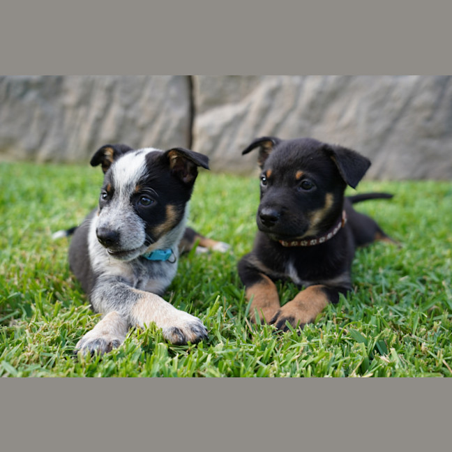 Photo of Dusty   7 Week Old Cattle Dog X Kelpie