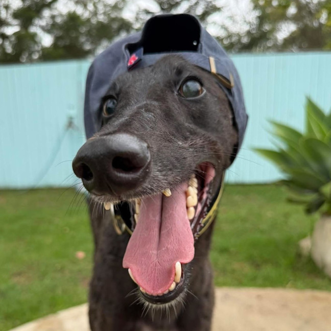 Photo of Hawkins The Greyhound